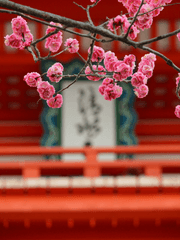 화양당,매화피는 후원