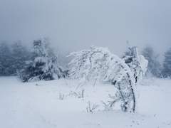 해피 레일러/19/XY/양