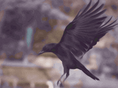 닐라 레이븐/xx/약사·수의사