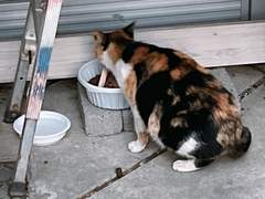 길고양이 사료&간식 후원폼 정산내역