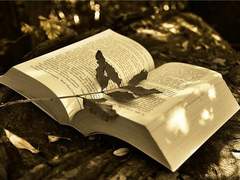 [ANOK || 28 || XY || 센티넬 || S]