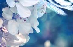 안 지영/18(2학)/XX/흑표범 인수