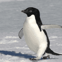 아델리는 놀고싶어