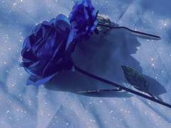 花落憐不掃月明愛無眠