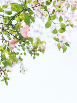 화산귀환 도위소병 썰