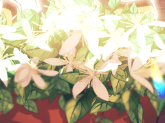 [모여라 꿈왕국/메디] 아가판투스