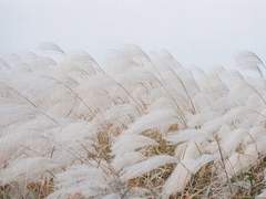 바람이 불어오는 곳 (미완)