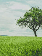 야마나시의 사과나무에는 복숭아가 열린다