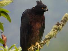 18. 검붉은뿔매(Black-and-chestnut eagle)
