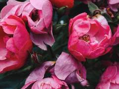 다복팔당多福八堂