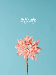 Delicate