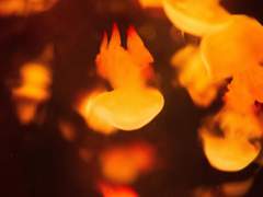 기브 오렌지 앤드 원