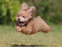 최고의 강아지를 찾아라 上