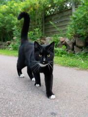 레이디버그 단편 모음