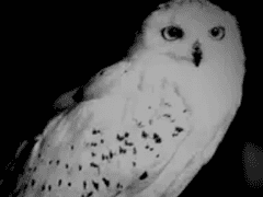 마녀도, 실수를 하나요? 完