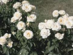 너희들과 함께 할테니!