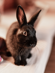 [BL]블루록 다른 선수를 유혹해라 이사기 