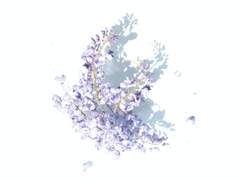 『답장을 주세요, 왕자님』리뷰