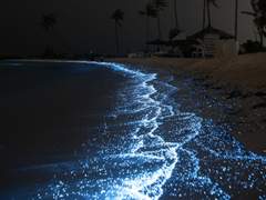 형이 잠든 바다