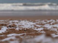 명헌태섭 혹은 명헌태섭우성 존프레스 교류회