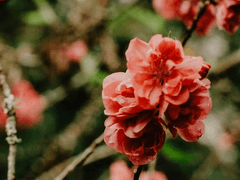 혜서화는 발렌타인 데이를 챙기지 않기로 했다.