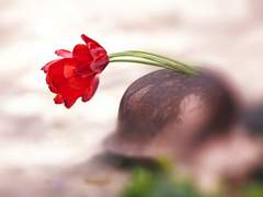 조의를 표하는 방법