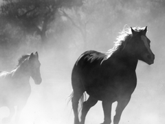 [스자루루] 검은 말 01