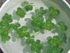 홍 미록 1학년 Xx 꽃사슴