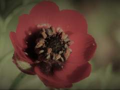 카히츠키 후유 / XY / 퇴마사