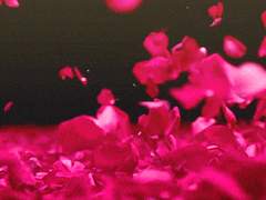 (하이큐/드림) 알파 드림주가 보고싶다