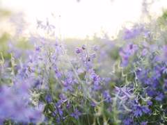 사자는 양을 사랑했다