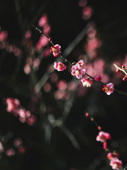 [화산귀환]당청/고구마를 먹으렴