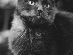 엘런 넬 벨루드 프로필 (버키드림)