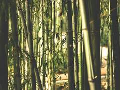 쭉정이와 팔푼이 외전 3 [바보와 팔푼이 (중)]