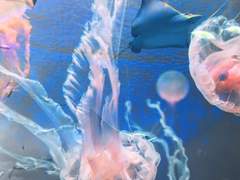 어느 발레리나의 일기