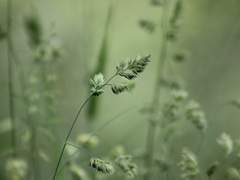 [스팁레오] 식용 식물 대백과