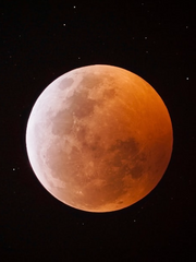 Black Rose & Bloody Moon