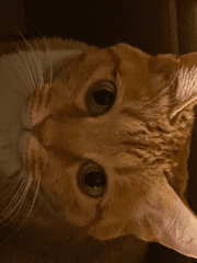 고양이는 고양이같다.