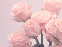 아마이 아이시 리뉴얼 프로필