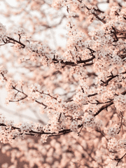 [화산귀환] 당보청명 썰 모음