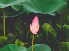 무언화(無言花)