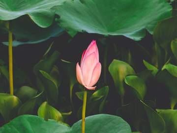 무언화(無言花)