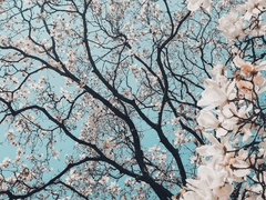 벚꽃이 흩날리던 그날. (3)