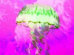 황혼을 멸하는 저의는 언제나 여명의 시간에 흩어진다