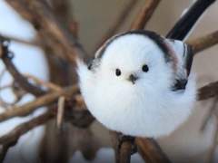 오목눈이입니다