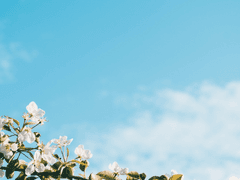 [ 서문 황혼 / 19세, 3학년 / 하피이글 인수 ]