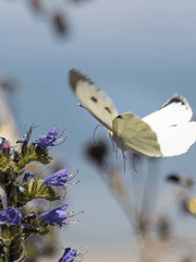 White Butterfly (중편)