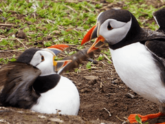 AGARI Training 2. Shit 💩