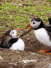 실전! AGARI 파이터