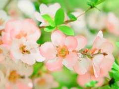 모로하시 이치고 XX